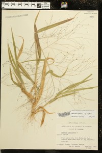 Panicum capillare subsp. capillare image