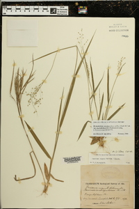 Dichanthelium aciculare subsp. angustifolium image