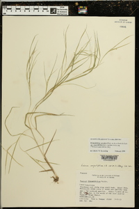 Dichanthelium aciculare subsp. angustifolium image