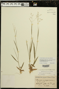 Dichanthelium aciculare subsp. angustifolium image