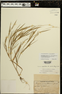 Dichanthelium aciculare subsp. angustifolium image