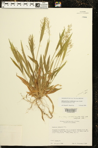 Dichanthelium laxiflorum image