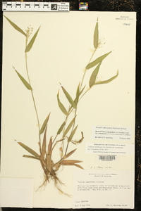 Dichanthelium commutatum subsp. commutatum image