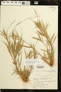 Dichanthelium ovale subsp. pseudopubescens image