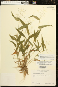 Dichanthelium commutatum subsp. commutatum image
