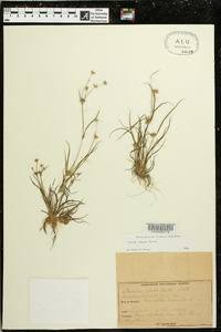 Juncus repens image