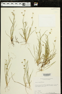 Juncus repens image