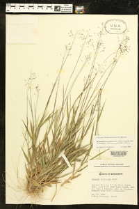 Dichanthelium aciculare subsp. aciculare image