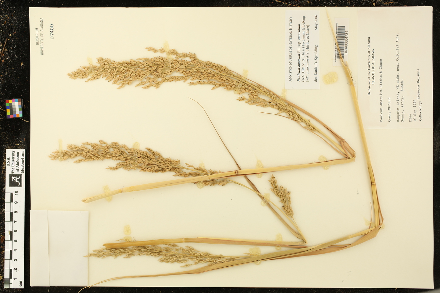 Panicum amarum subsp. amarulum image