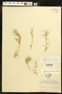 Dichanthelium aciculare subsp. aciculare image