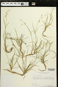 Juncus repens image