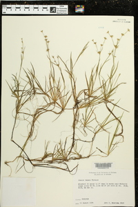 Juncus repens image