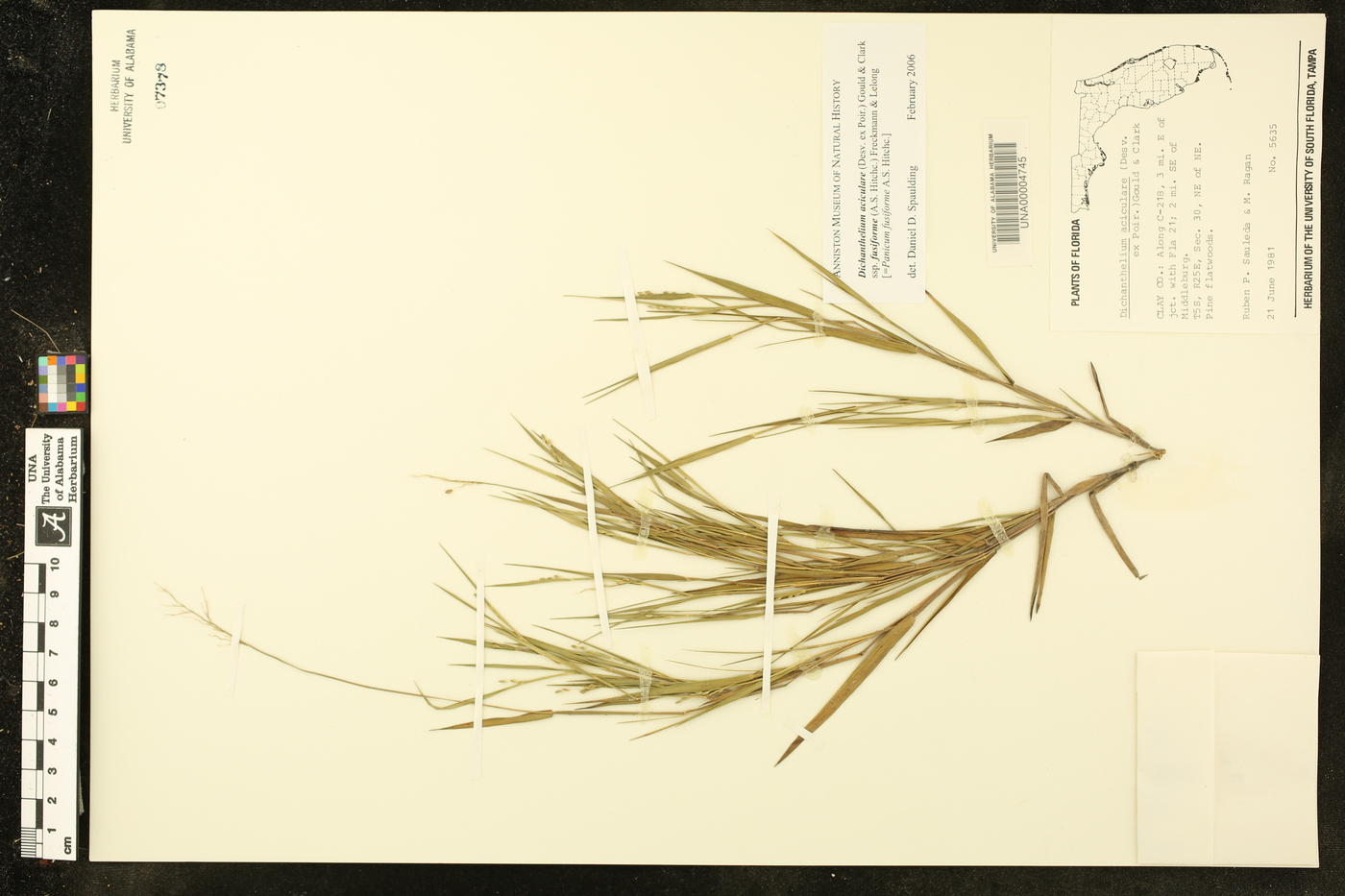 Dichanthelium aciculare subsp. fusiforme image
