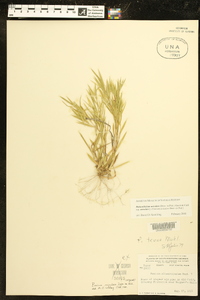 Dichanthelium aciculare subsp. aciculare image