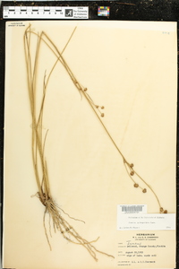 Juncus scirpoides image