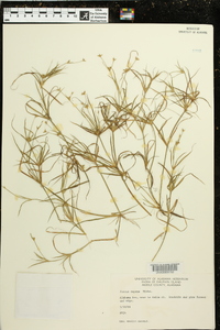 Juncus repens image