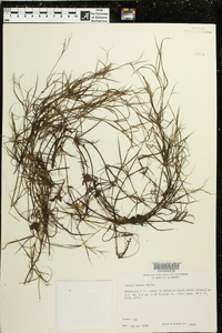 Juncus repens image