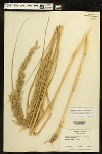 Panicum amarum subsp. amarulum image