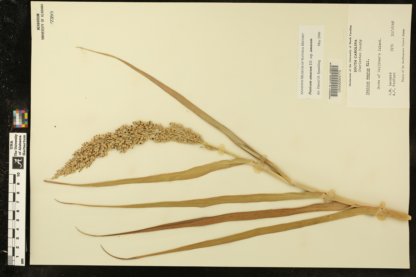 Panicum amarum subsp. amarum image