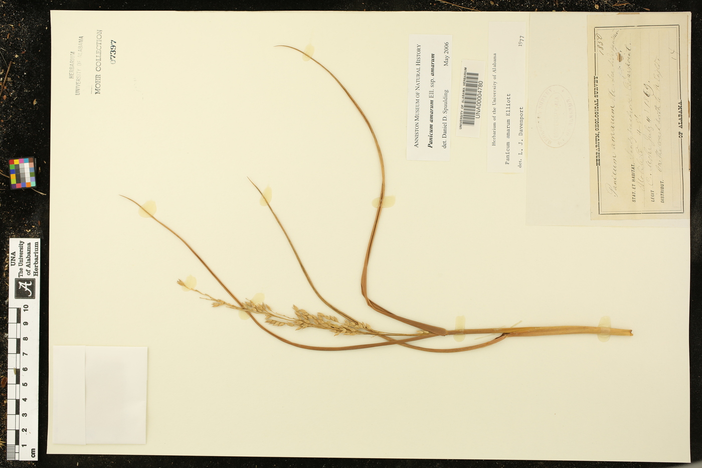 Panicum amarum subsp. amarum image