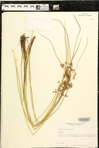 Juncus coriaceus image