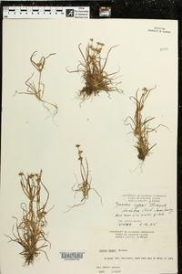 Juncus repens image