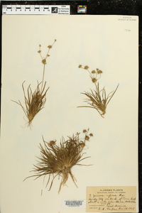 Juncus repens image