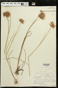 Juncus scirpoides image