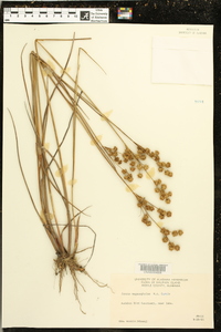 Juncus megacephalus image