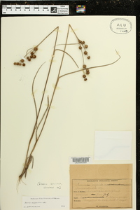 Juncus scirpoides image