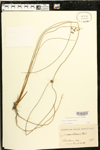 Juncus coriaceus image