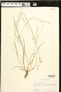 Juncus filipendulus image