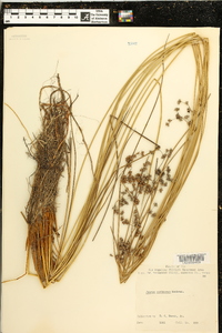 Juncus coriaceus image