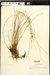 Juncus coriaceus image