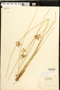 Juncus coriaceus image