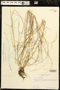 Festuca obtusa image