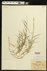 Muhlenbergia schreberi image