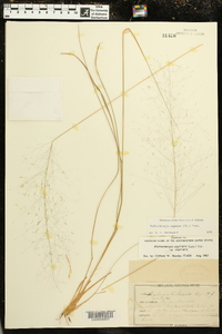 Muhlenbergia capillaris var. capillaris image