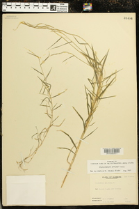 Muhlenbergia schreberi image