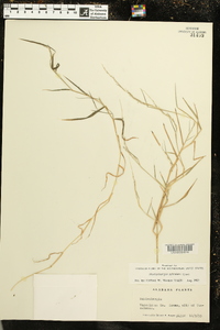 Muhlenbergia schreberi image