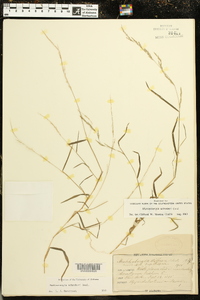 Muhlenbergia schreberi image