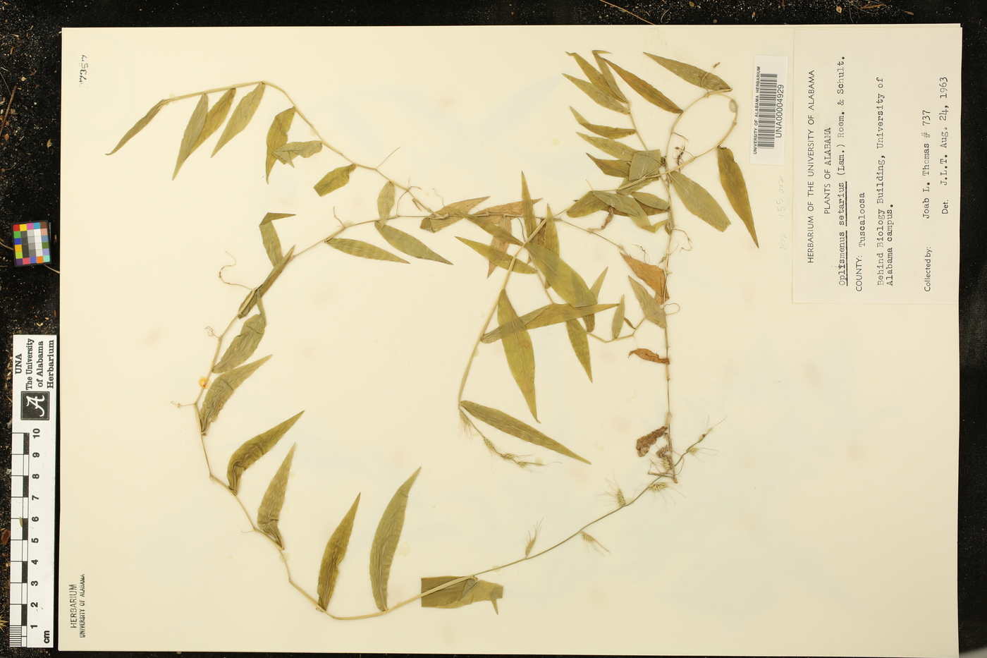 Oplismenus setarius image