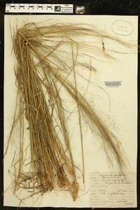 Muhlenbergia capillaris image