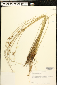 Juncus coriaceus image