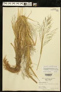 Panicum philadelphicum subsp. gattingeri image