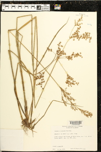 Juncus elliottii image