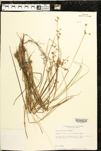 Juncus elliottii image