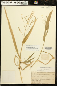 Panicum gymnocarpon image