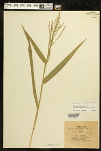 Panicum gymnocarpon image