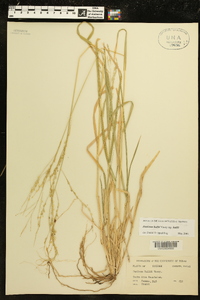 Panicum hallii image